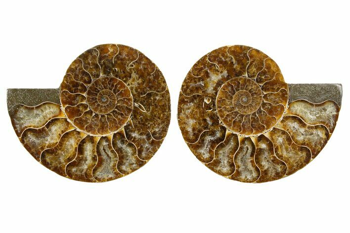 Cut & Polished, Agatized Ammonite Fossil - Madagascar #344153